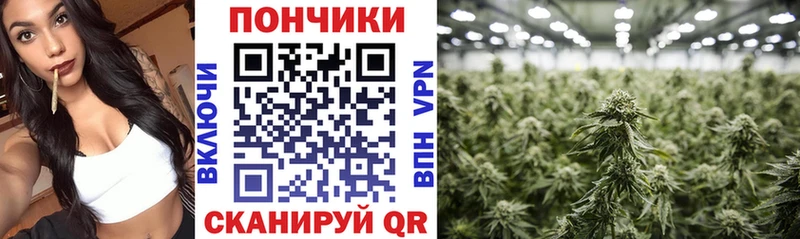 кракен как зайти  Грайворон  МАРИХУАНА Amnesia 